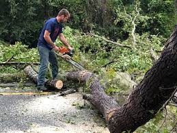 Trusted Buchanan, VA Tree Services Experts